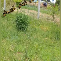 فروش زمین درروستای خوش آب وهوا|فروش زمین و ملک کلنگی|رامیان, |دیوار