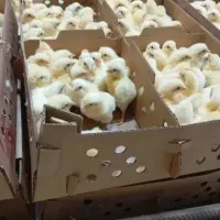 جوجه گوشتی واکسن خورده سر حال