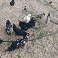 مرغ خروس