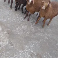 نژاد دار سالم و سرحال