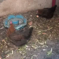 مرغ تخم گذار