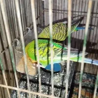 پرنده
