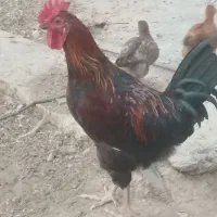 خروس جوان تازه شده 5ماه