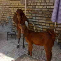 بز فروشی