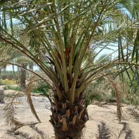 خرما|خدمات باغبانی و درختکاری|یزد, |دیوار
