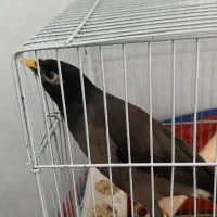 مرغ مینا سخنگو