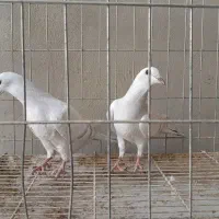جوجه کبوتر