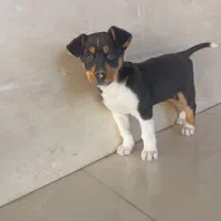 سگ نژاد پدر ژرمن مادر رودفایلر