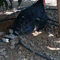 بوقلمون نرو‌ماده