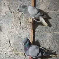 کبوتر سبز دم سفید