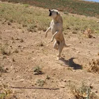 واگذاری سگ نگهبان