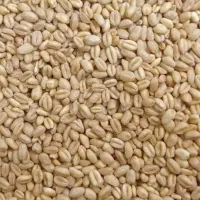 گندم درجه یک کوهدشت