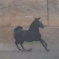 کارگر اسطبل اسب