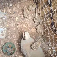 فروش جوجه