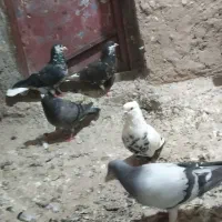 آلمانی‌ کبوتر کفتر
