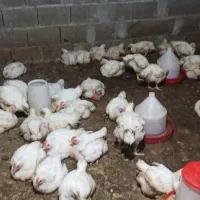 مرغ ارگانیک صنعتی