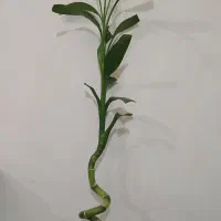 بامبو طبیعی