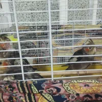 3عدد عروس هلندی