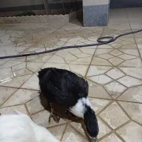 اردک