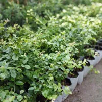 فروش خرده و عمده نهال های کمیاب و نایاب