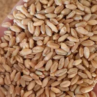 گندم آبی تمیز و کیسه شده