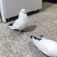 جفت دمبی کله دار و زیر رو مرتب