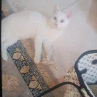 گربه اسکاتیش استریت