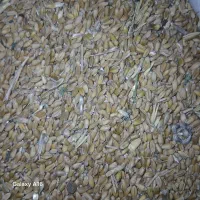 گندم امسال