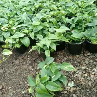 گل طبیعی و آپارتمانی انواع پتوس تکی و عمده