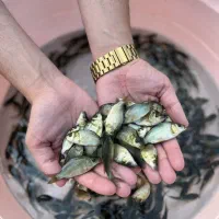 بچه ماهی کپور آمور بیگ‌هد و فیتوفاگ جهت پرورش