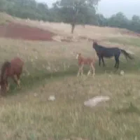 کره اسب نریان عرب