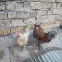 مرودشت خ چمران کوچه