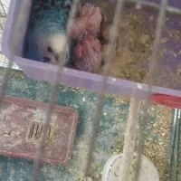 یک جفت مرغ عشق نرماده همراه با جوجه وفنج نرگسی