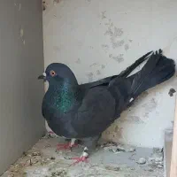 نر سبز  حسابی