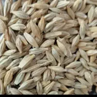 جو جو درجه یک