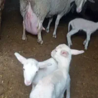 بره لاکن