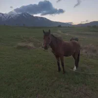 اسب اخته