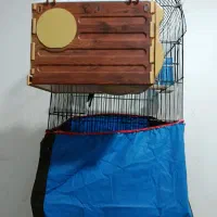 عروس هلندی و یک جفت مرغ عشق