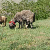 نرمیش قوچ