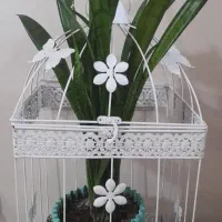 گل طبیعی سانسوریا