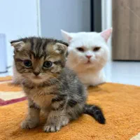 گربه اسکاتیش فولد ماده