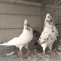 کفتر ، کبوتر