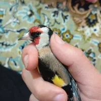 سهره نر