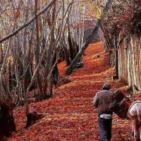 گروه تور وگردشگری شیراز برای بانوان در روبیکا