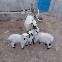 میش بره