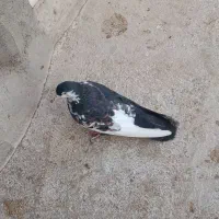 چپ کلاغ دم سیا نر