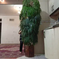 درختچه مصنوعی
