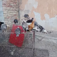 بوقلمو