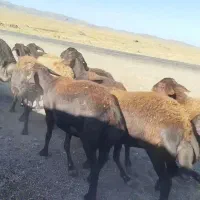 ۱۷ راس میش آبستن همه کاور