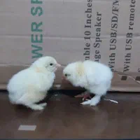 جوجه برهما لایت اصیل